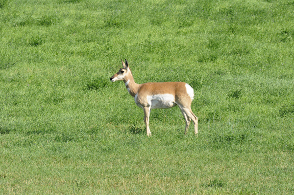 pronghorn
