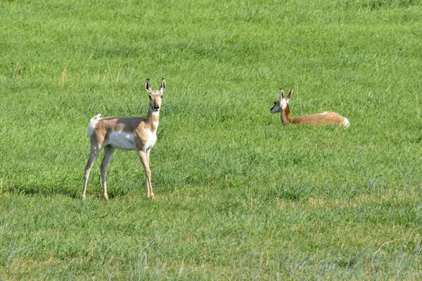 pronghorns