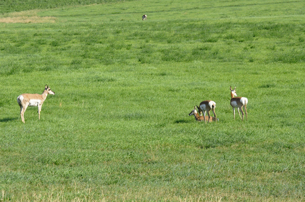 pronghorns