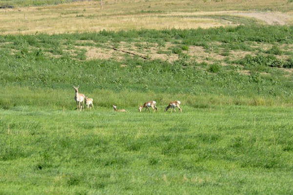 deer