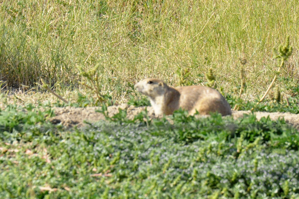 prairie dogs