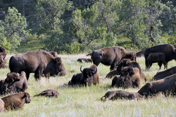 herd of buffalo - bison