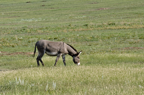 a wild donkey