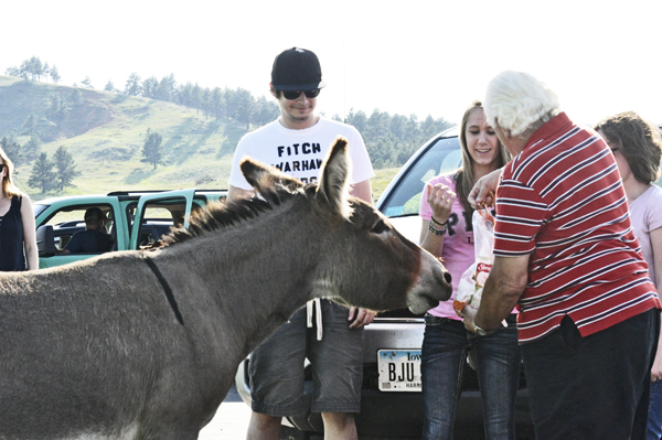 Lee Duquette feeding the wild donkey carrots