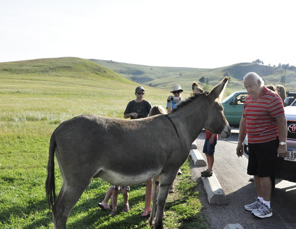 Lee Duquette feeding the wild donkey carrots