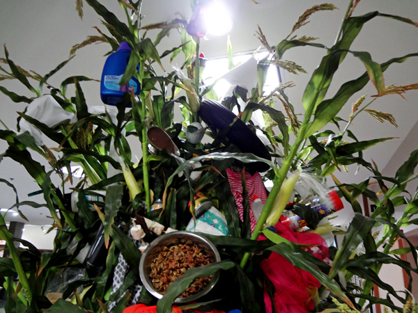 display of products containing corn