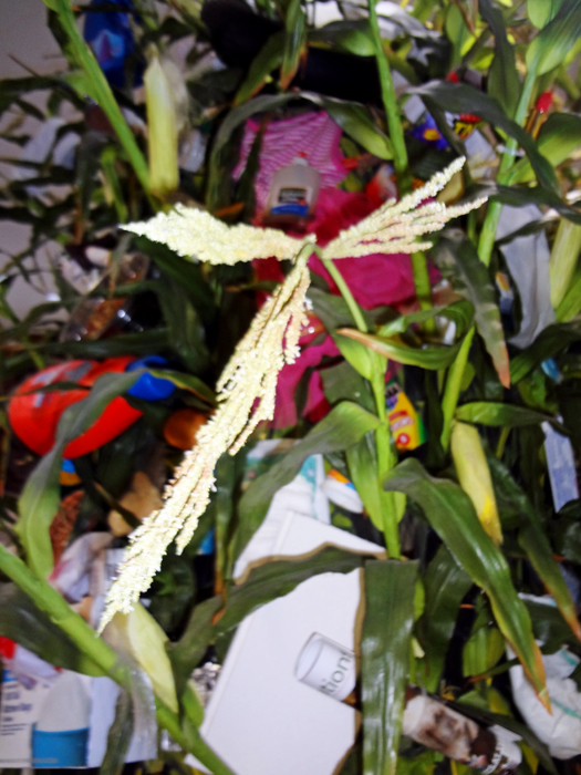 display of products containing corn