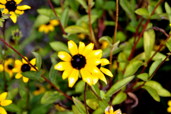 MD state flower