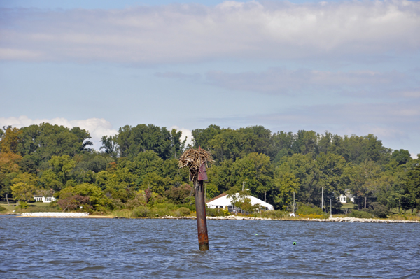 Osprey nest