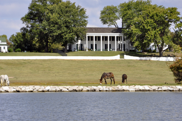 A HORSE FARM ON THE MAGOTHY RIVER