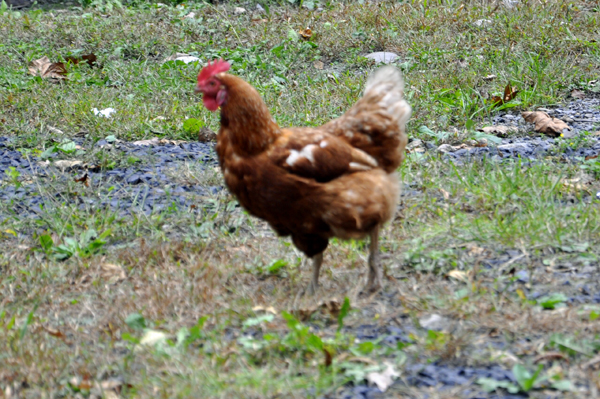 a wild rooster