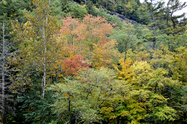 fall colors
