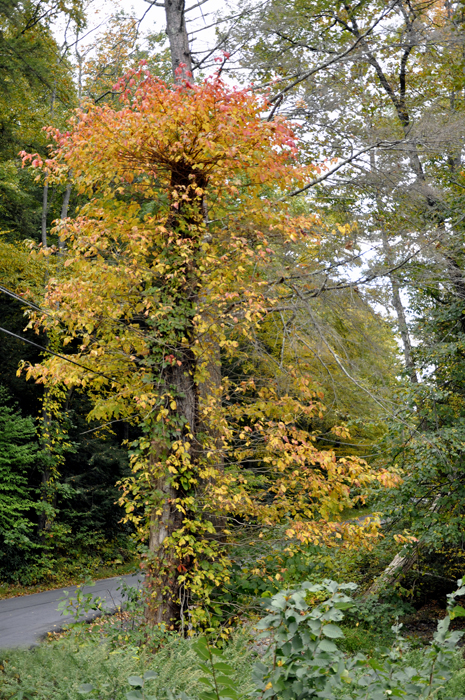 a colorful tree with fall colors