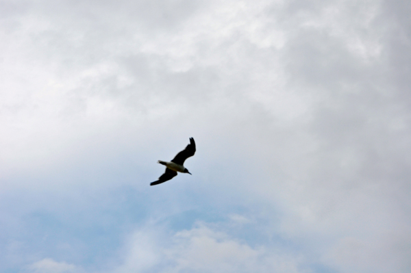 bird flying overhead