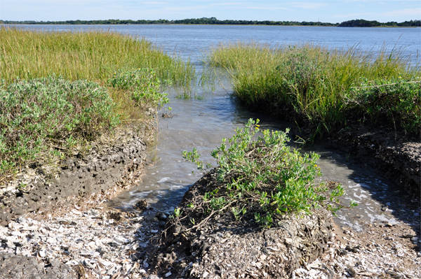 looking into the Savannah River