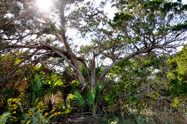 tree