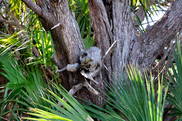 a monster in a tree