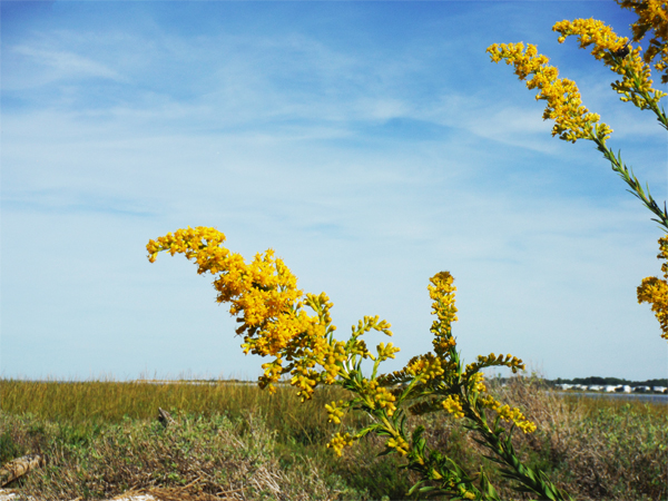 flowers on the trail