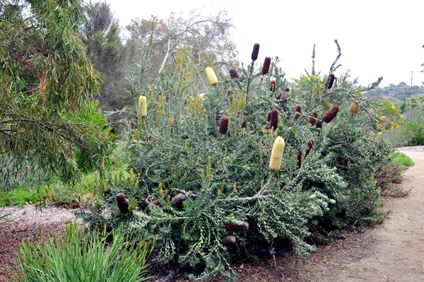 a very interesting plant.
