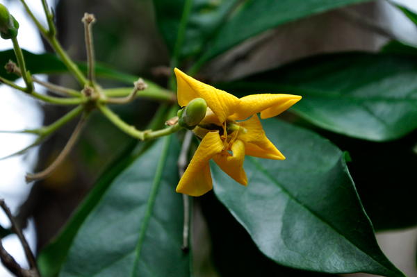 sweetshade flower