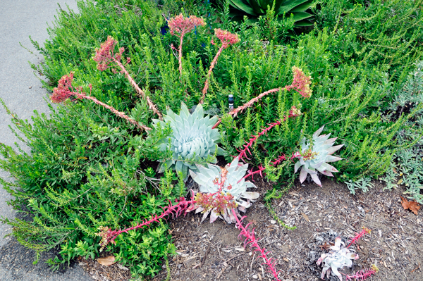 California plant