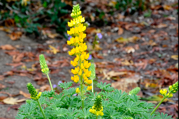 yellow flower