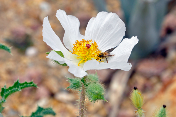 flower and bee