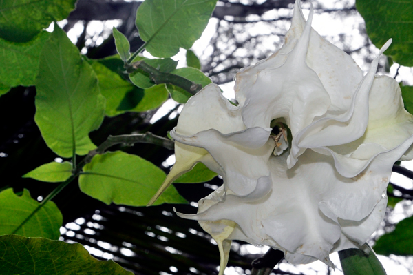 white flower