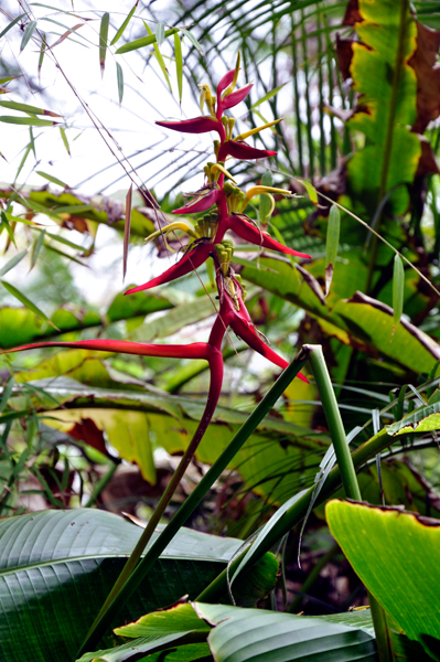 plant