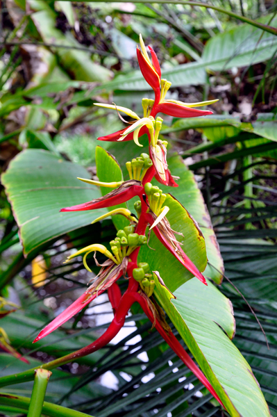 plant