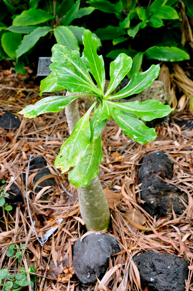 Olulu Brighamia 