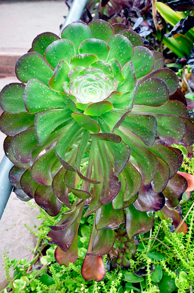 Africa plant