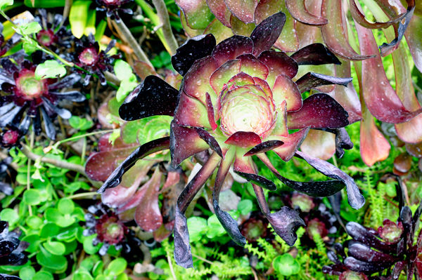 Africa plant