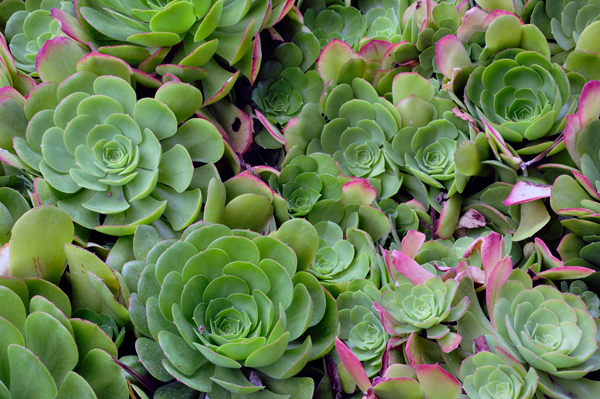 Africa plant