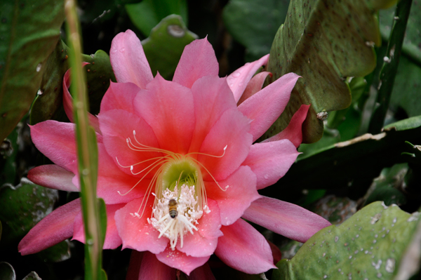 flower and a bee