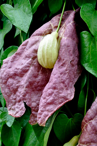 vine and flower