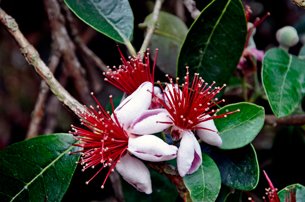 Pineapple Guava