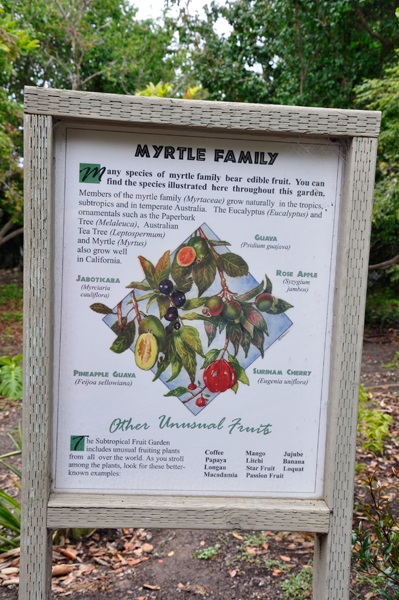 myrtle family