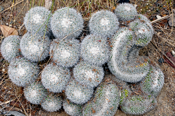 cacti