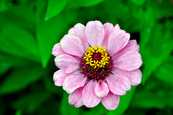 Pretty flower at the Michigan Welcome Center