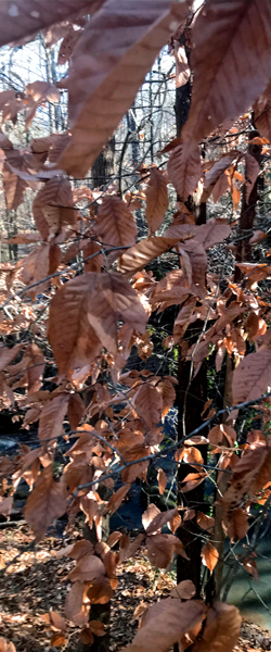 fall