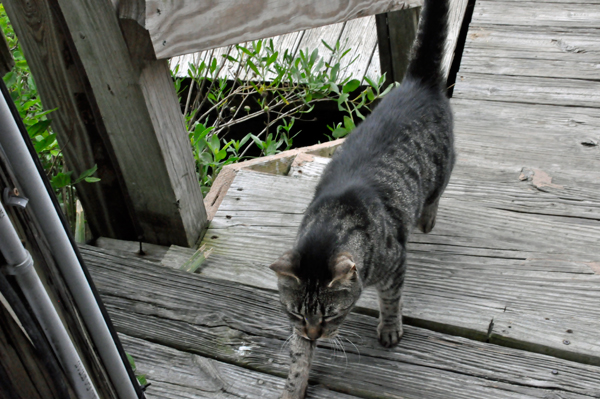 resident cat at Coco's Restaurant