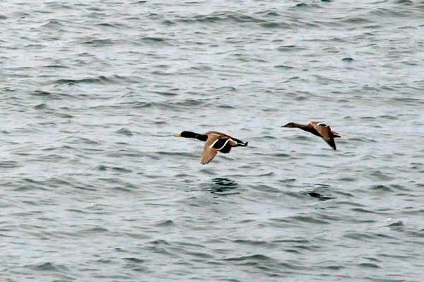 birds flying low over the water