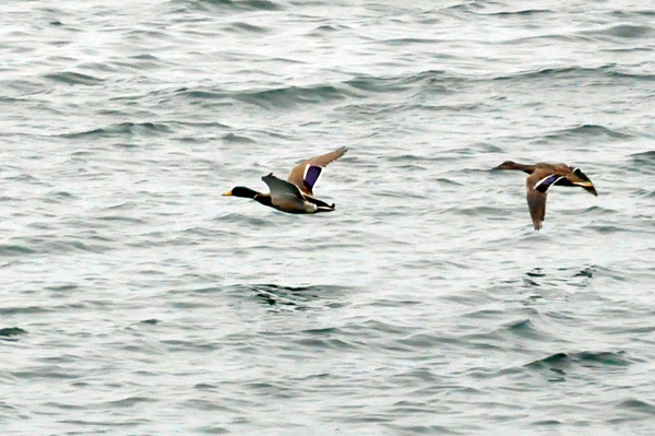 birds flying low over the water