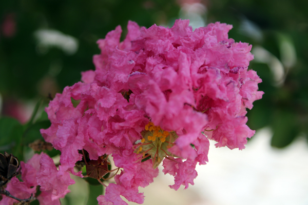 flower