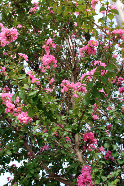 flower bush