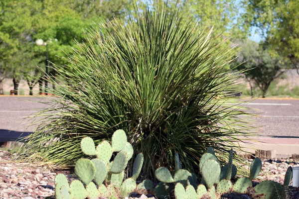 cacti