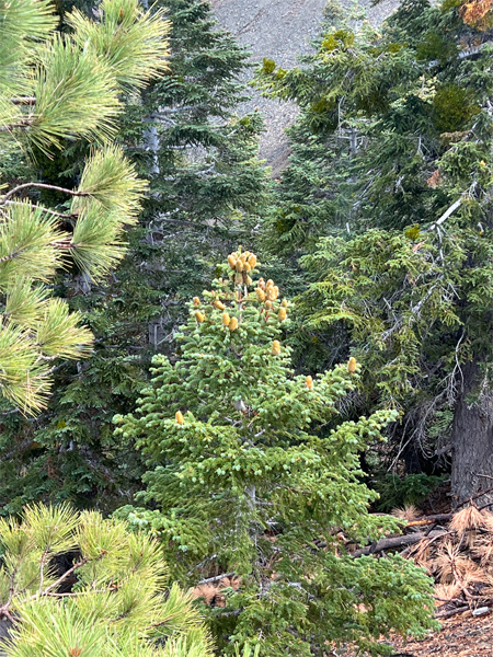 tree