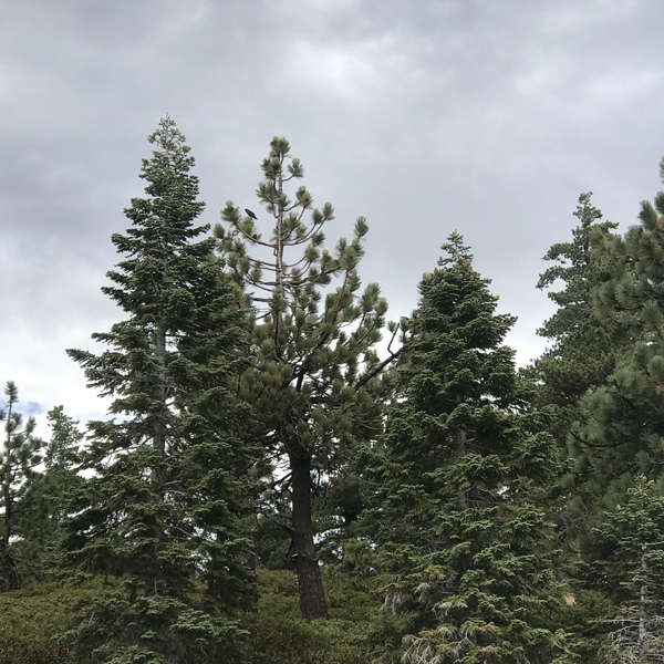 Mt Baldy scenery