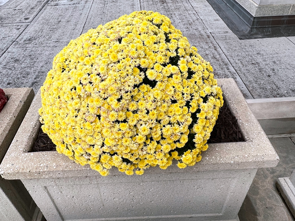 big flower pot